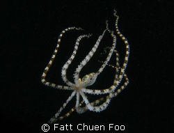 Wonderpus octopus taken at dusk, Lembeh Indonesia with Ca... by Fatt Chuen Foo 